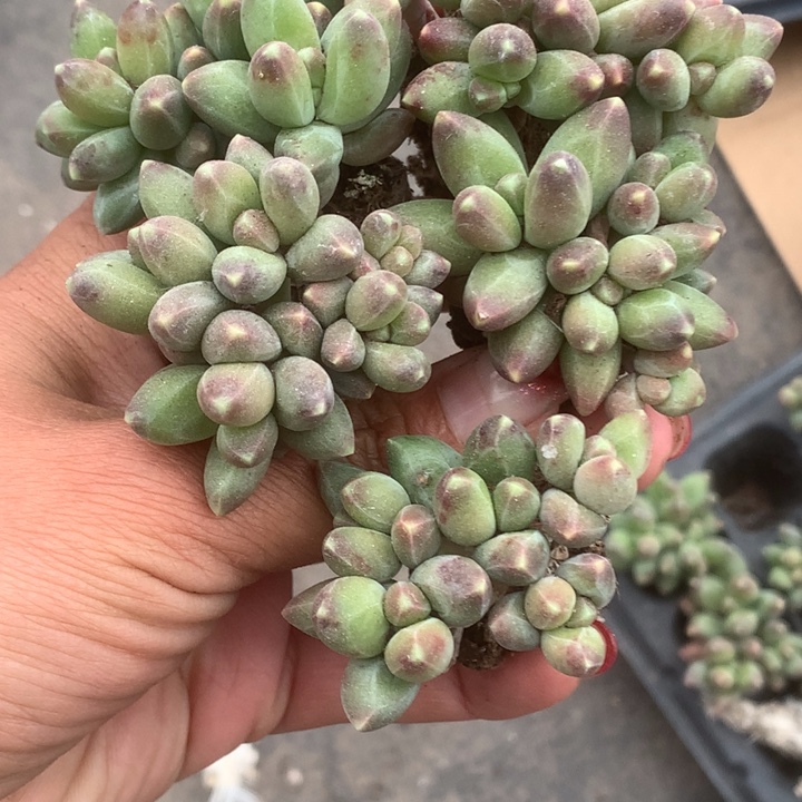 千代田群。（满9.99包邮不满9.99发叶子）