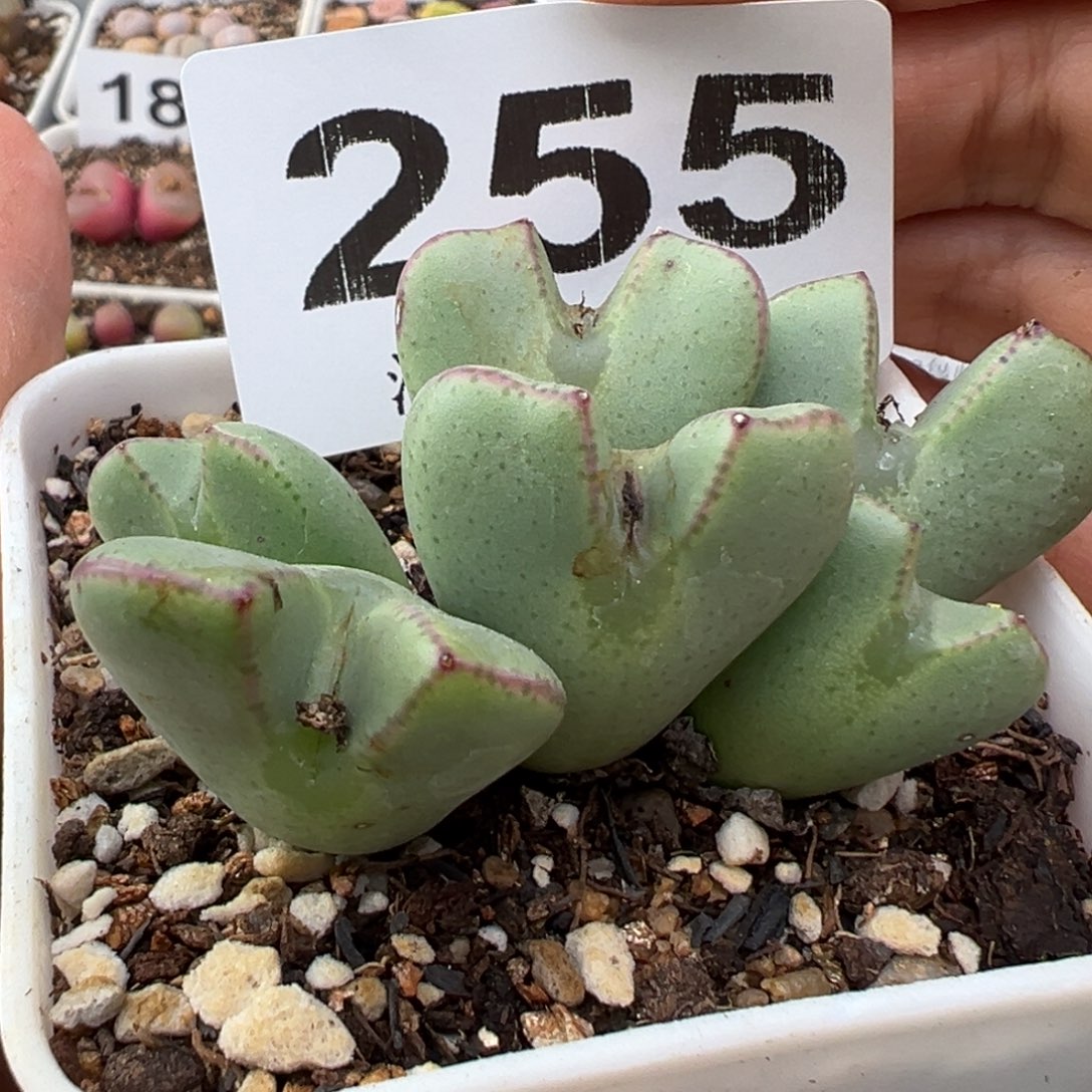 1.16好看的多肉255