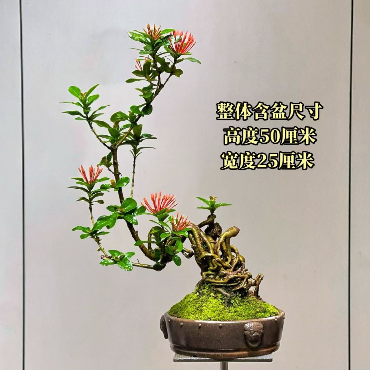 【叶胜园艺】精品小叶龙船花功夫桩盆景
