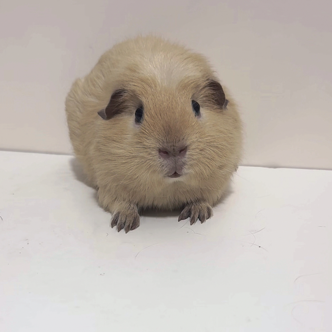 咖重点奶黄加州冠毛荷兰猪弟弟