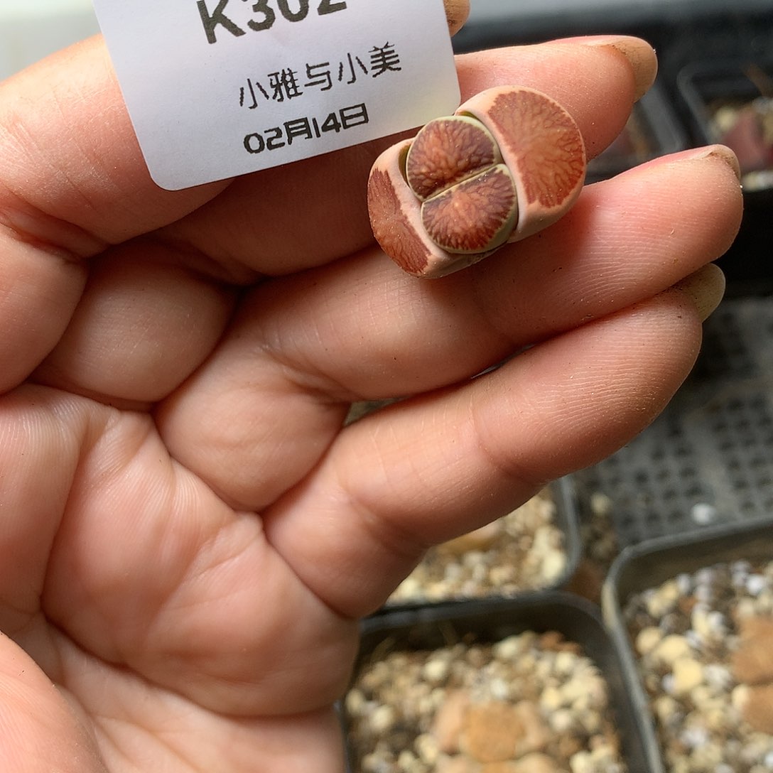 K302多肉植物保护研究所