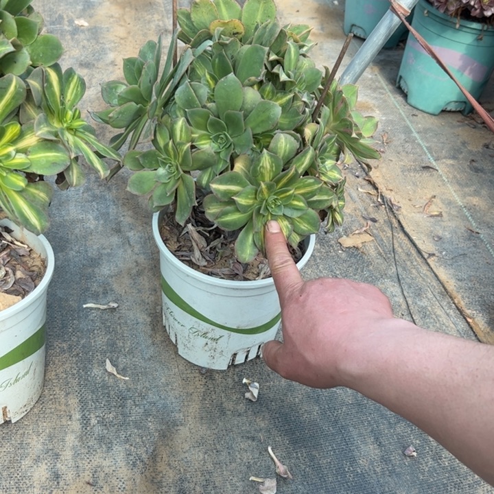 24多肉多肉多肉多肉多肉多肉