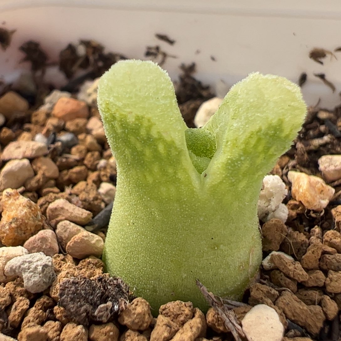 463多肉植物百科