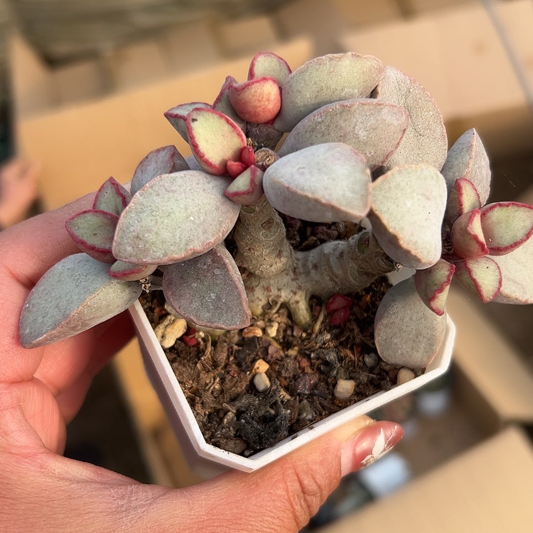 多肉植物金牛座水泡