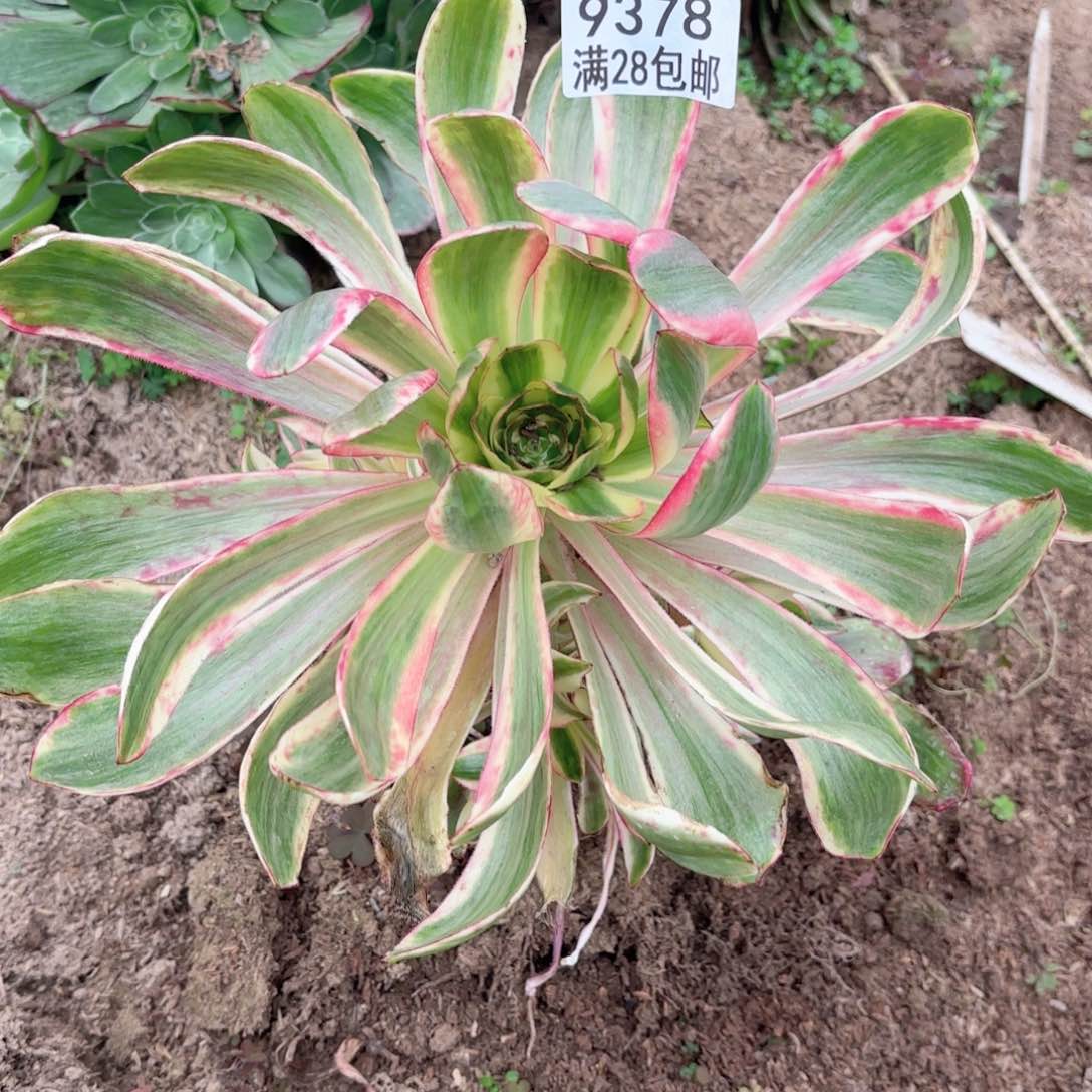 B. 9378巫毒超白多肉