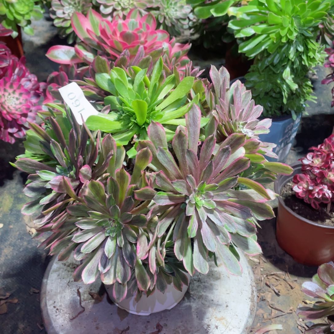 多肉植物粉黛160