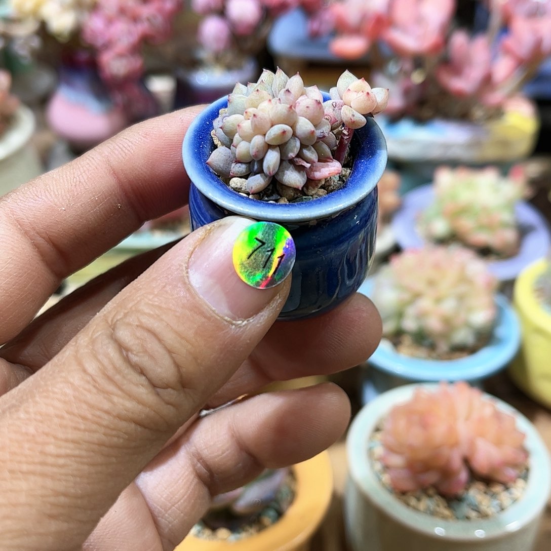 橙梦露缀 含盆含土发货 30包邮偏远除外