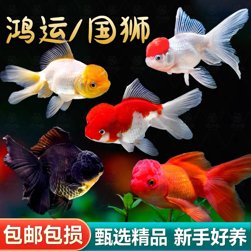 【精品金鱼】17只 冷水鱼 红头，狮头，鎏金，等2-5厘米 随机不指定