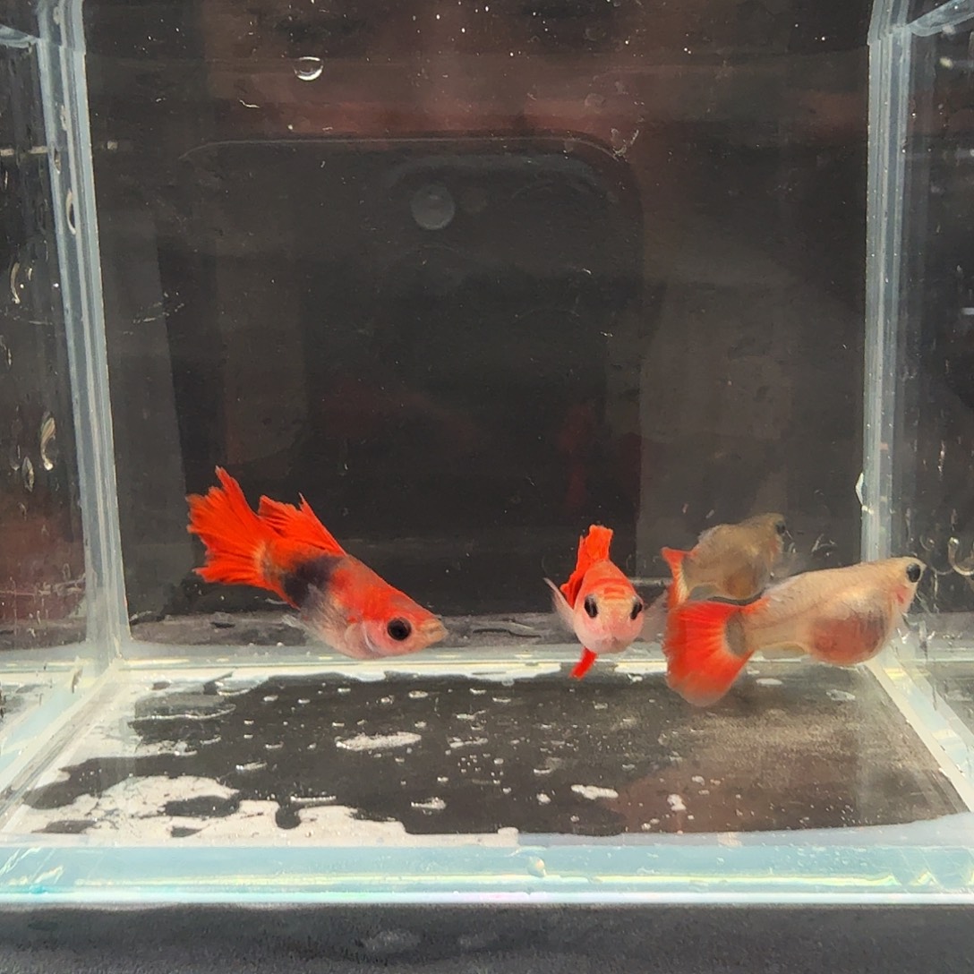 孔雀鱼折扇玻璃猫两对