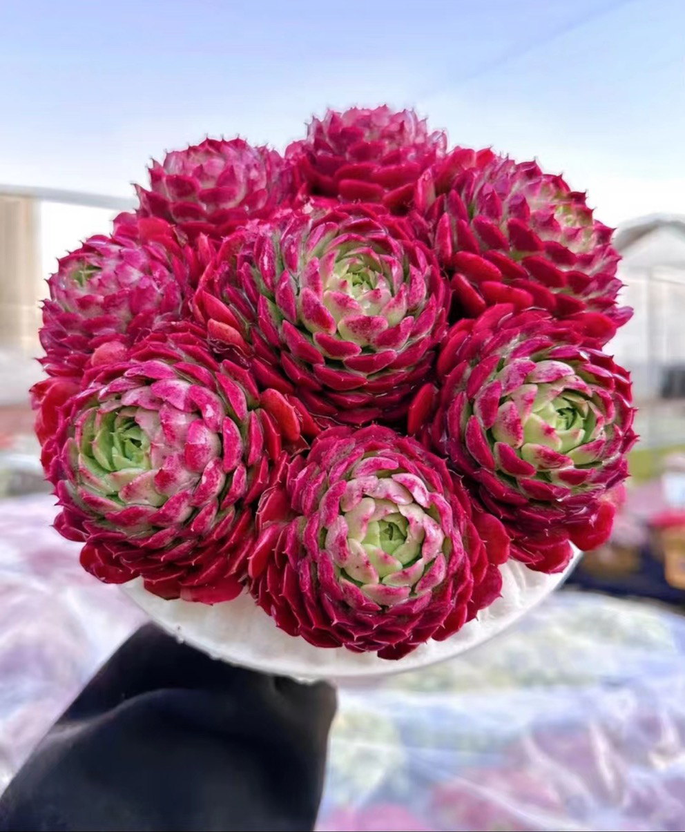 M西府海棠+罗马盆 多肉新手室内室外好养好活 耐旱云南基地发货