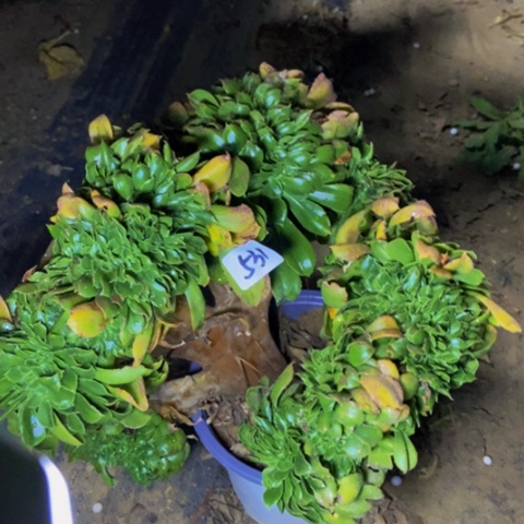 香炉盘缀多肉植物531多肉