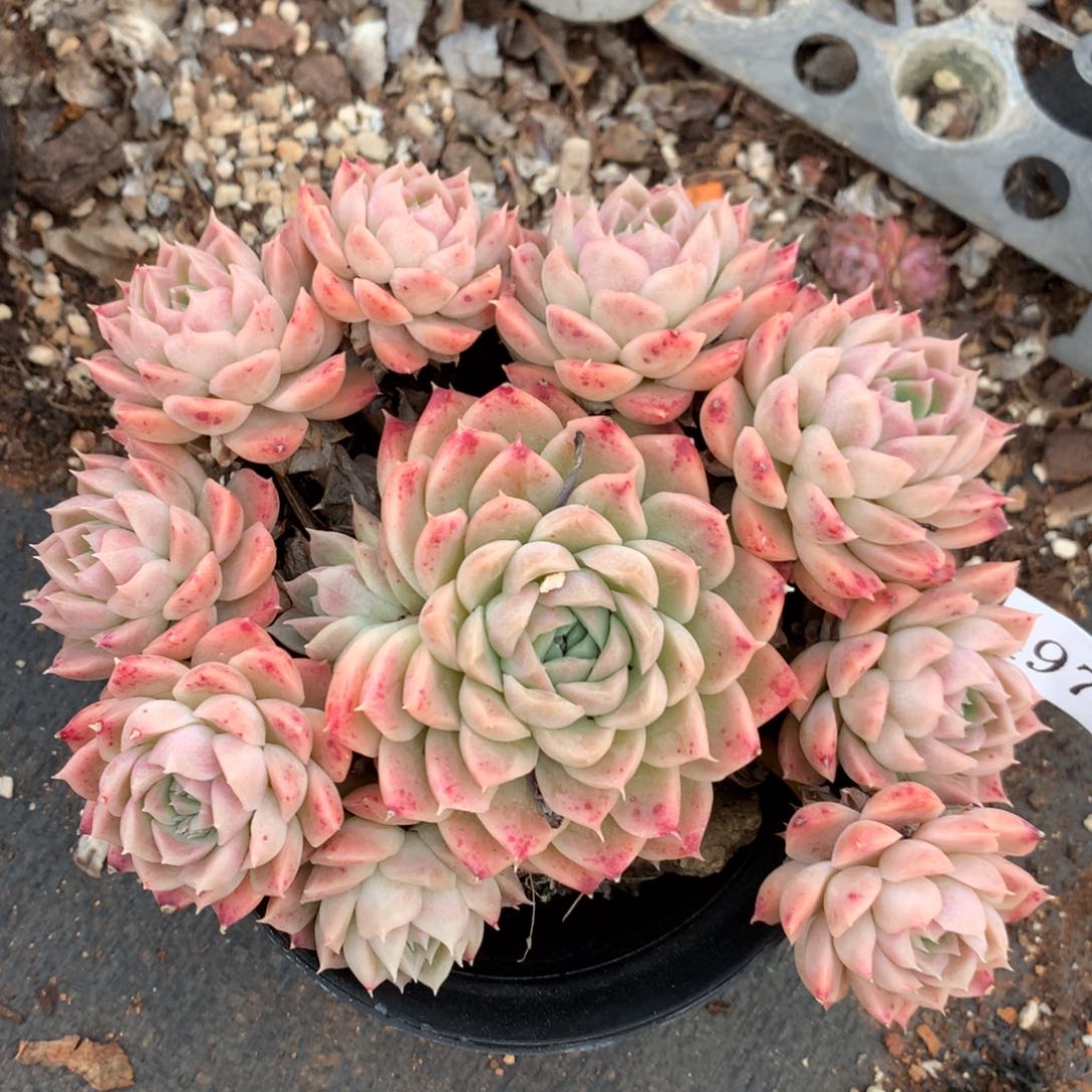 4976杂交精品基地14厘米