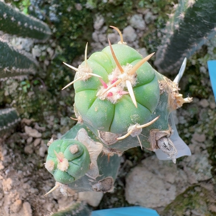 724白刺翠屏苗仙人球