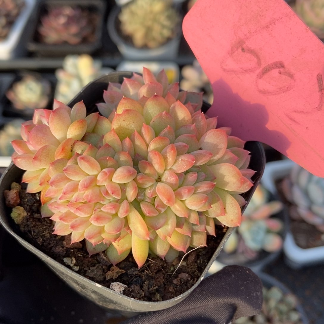 602干冰缀多肉植物保护