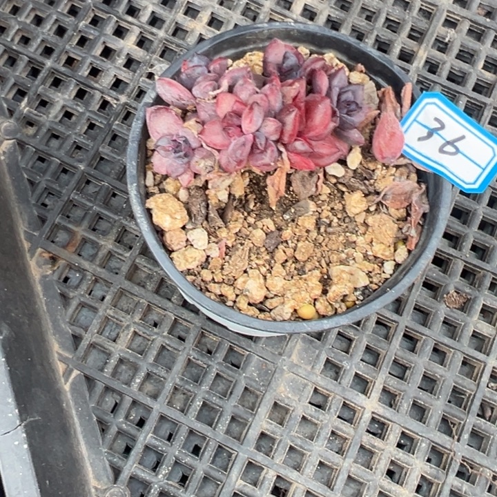 不***°一物一拍紫薇多肉36