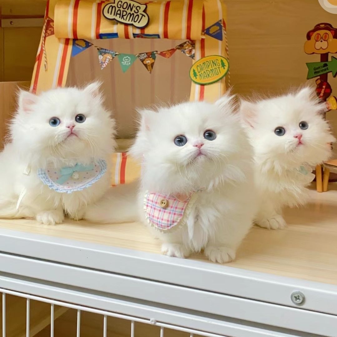 直播间猫咪一物一拍金渐层布偶