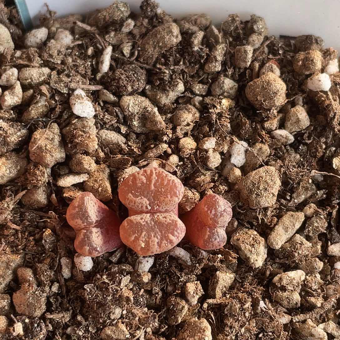 22-31超碟多肉植物