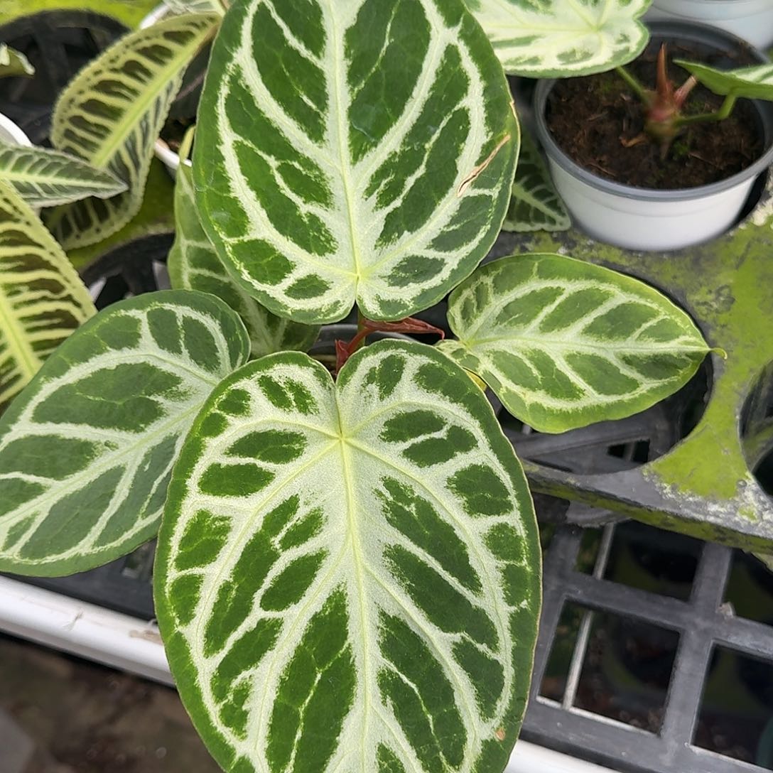 完全开放Z139 叶损清货福利银刷子