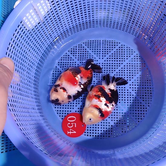 金鱼054兰寿两只特价顺丰包邮