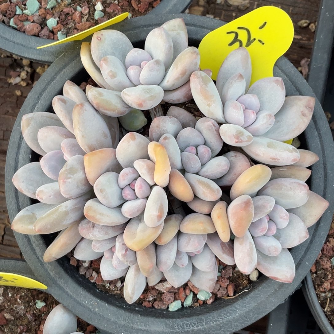 奶酪体香水8头。     