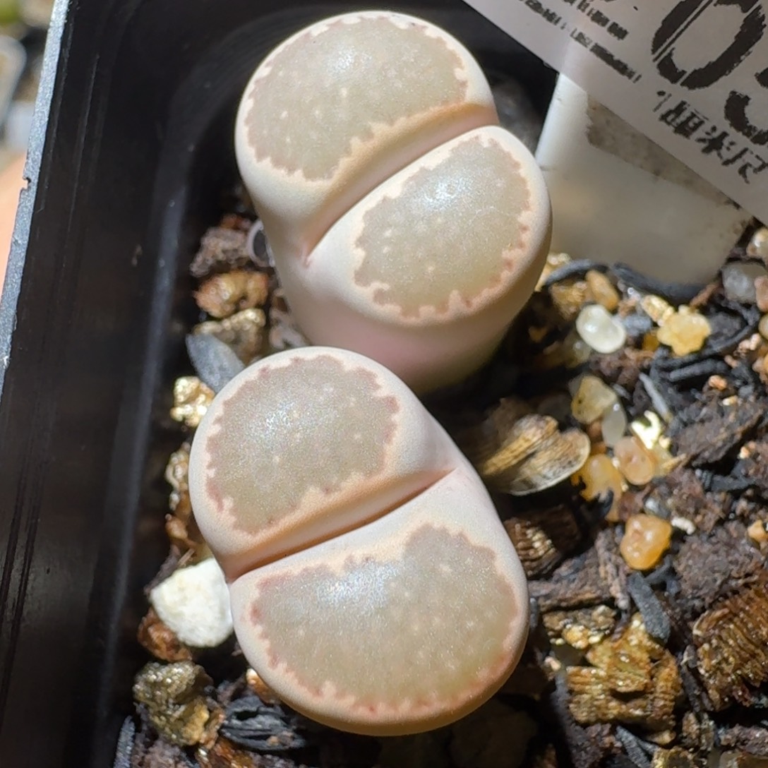 Sss精品清货了1205