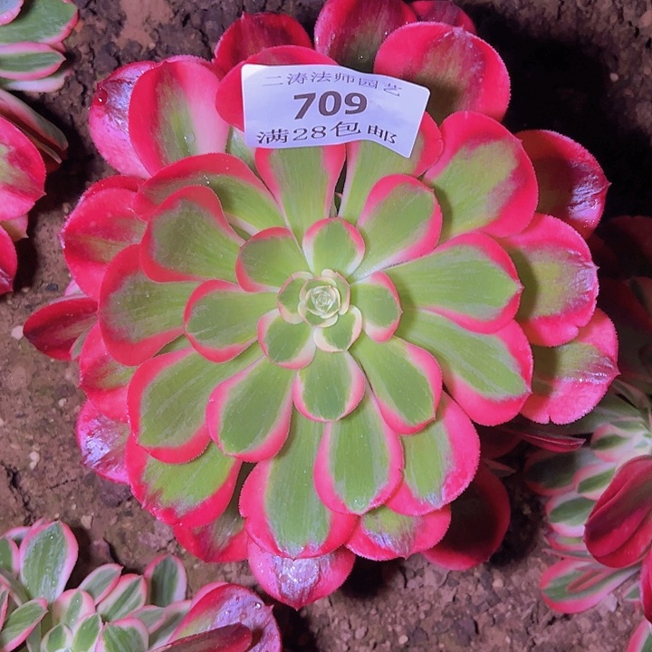 709红女郎多肉植物