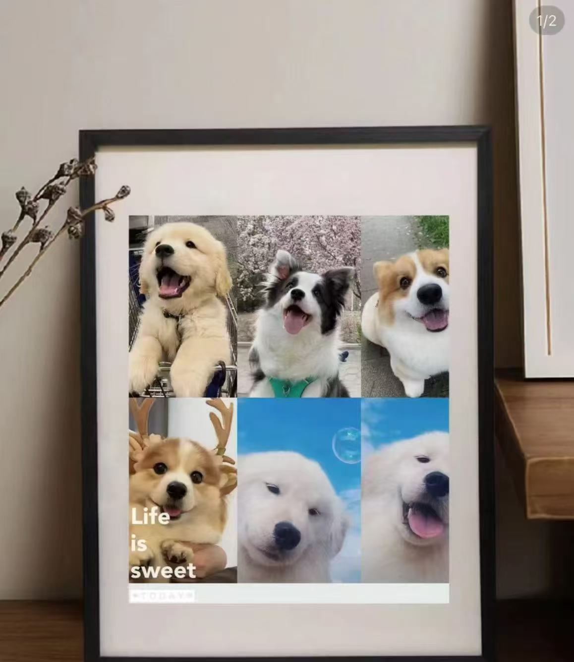 宠物相册定金拍前请联系客服