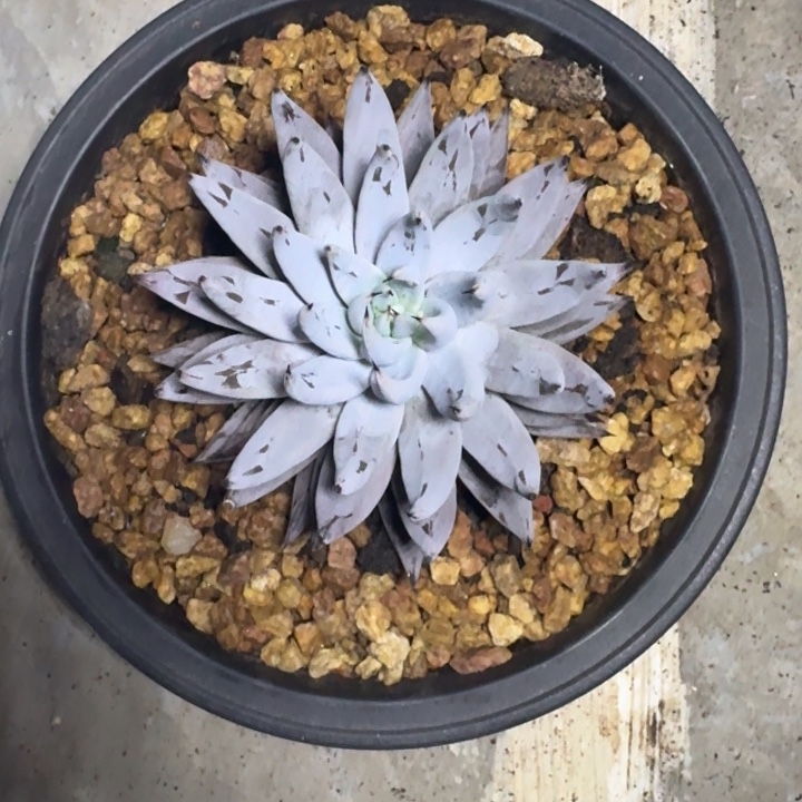 魔爪 单头  一物一拍
