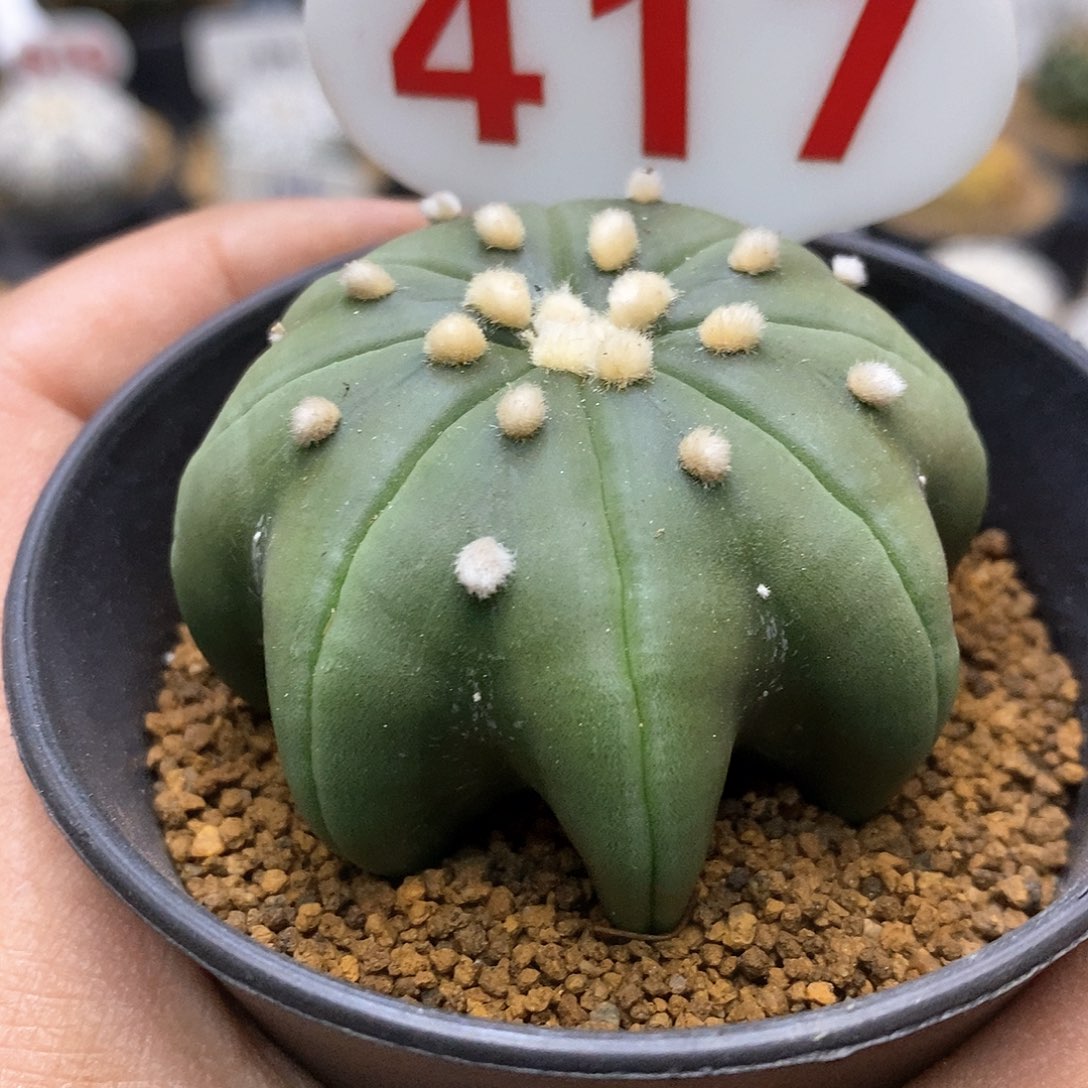 开播特价来了来喽