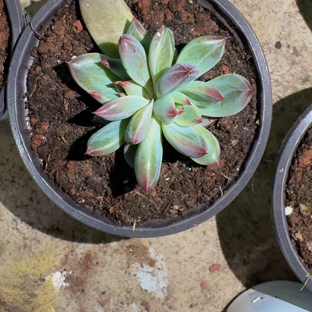 紫镜 叶插 一物一拍