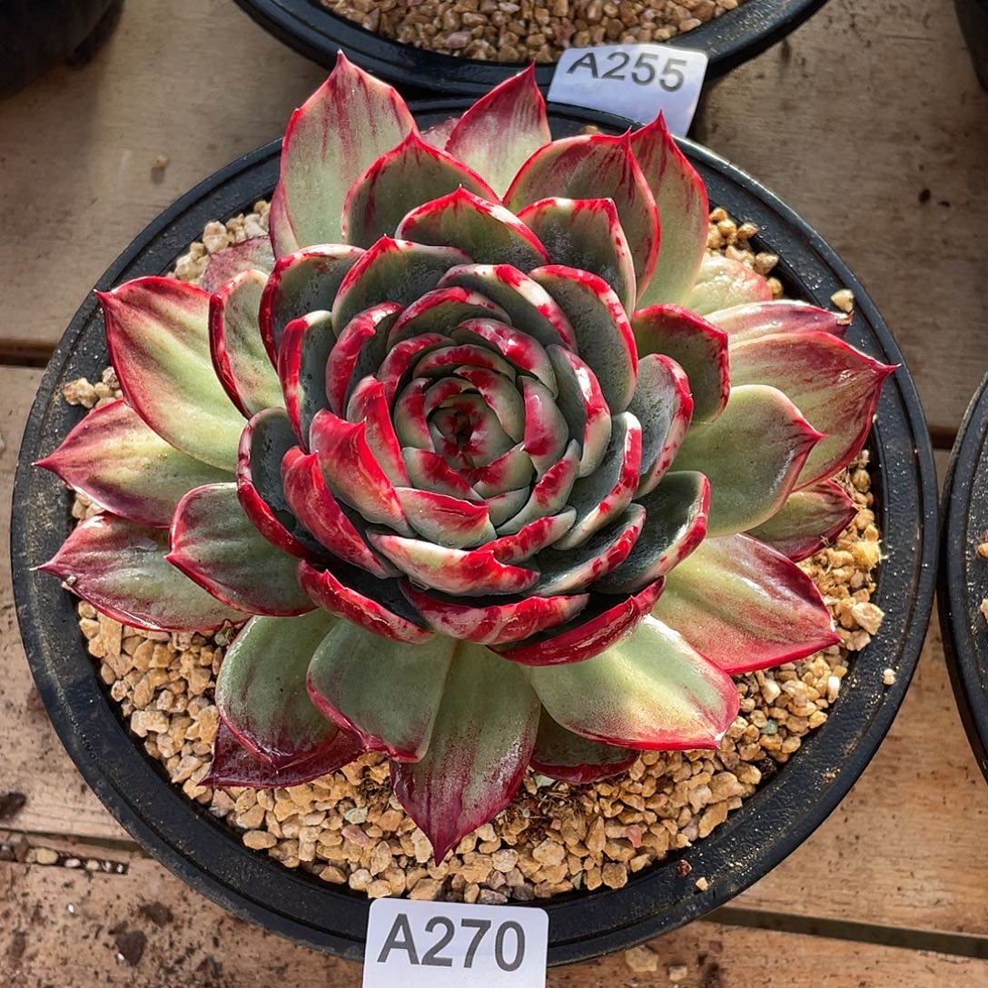 270多肉植物多肉植物