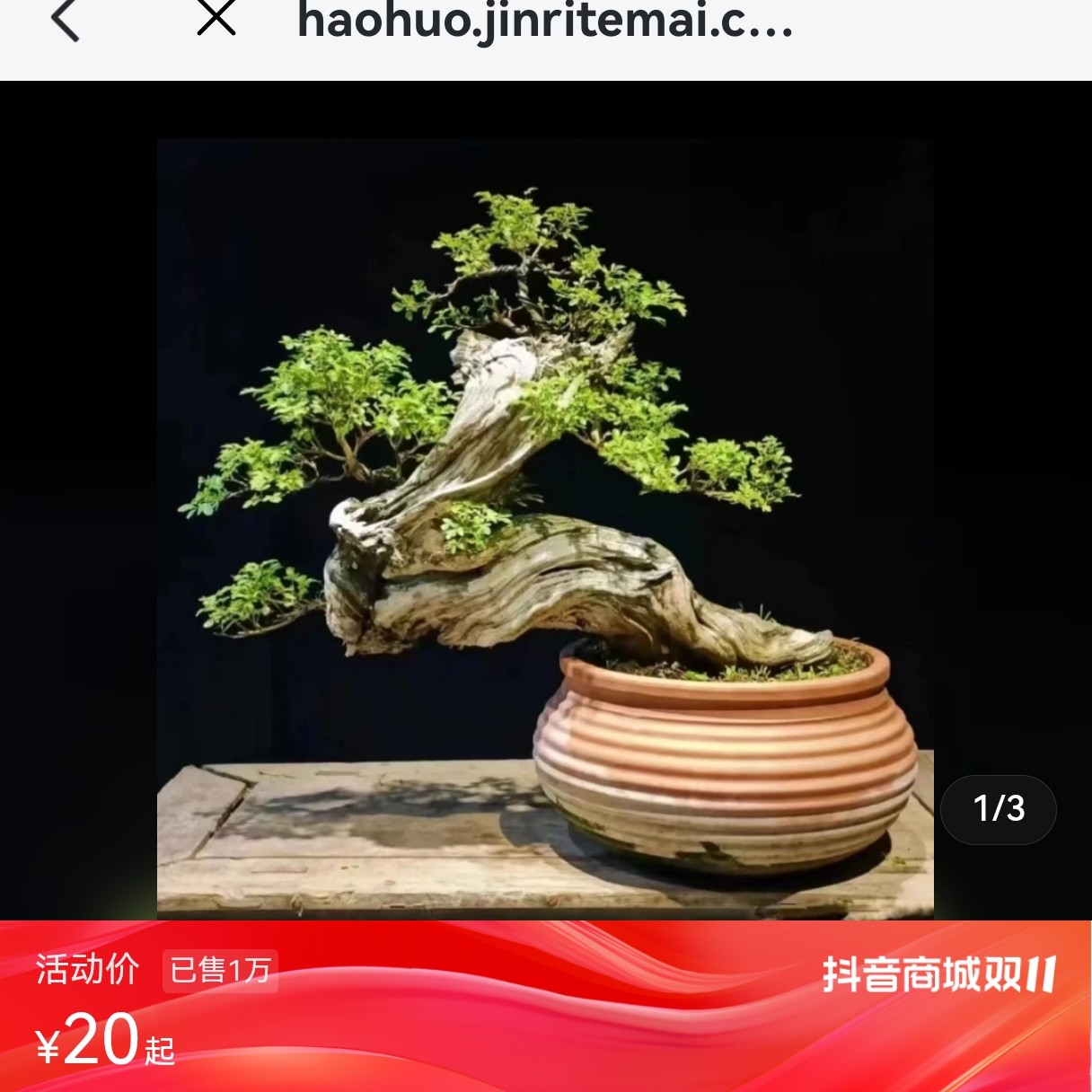 小叶山榆盆景素材