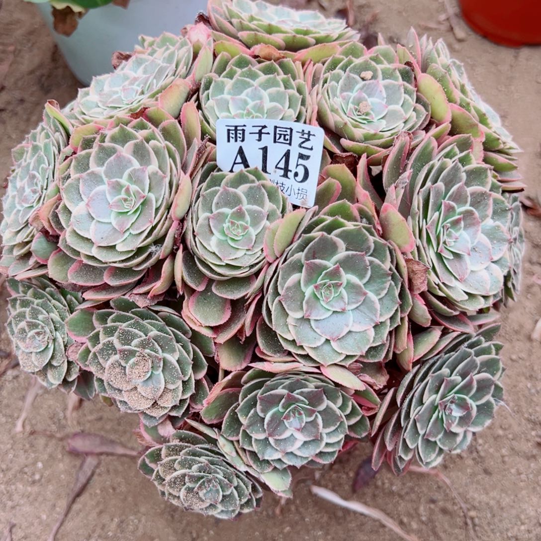 145粉花腰尺寸30左右