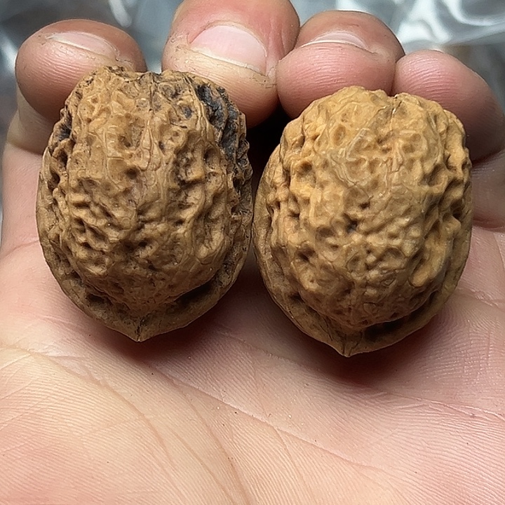 把件文玩核桃41号绣球纹元宝38尺