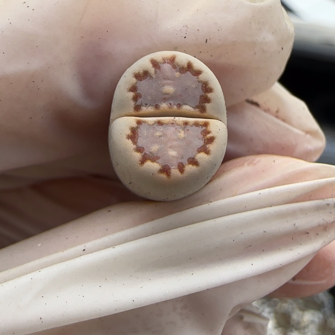 11.26辛然园艺1621.013福利9151