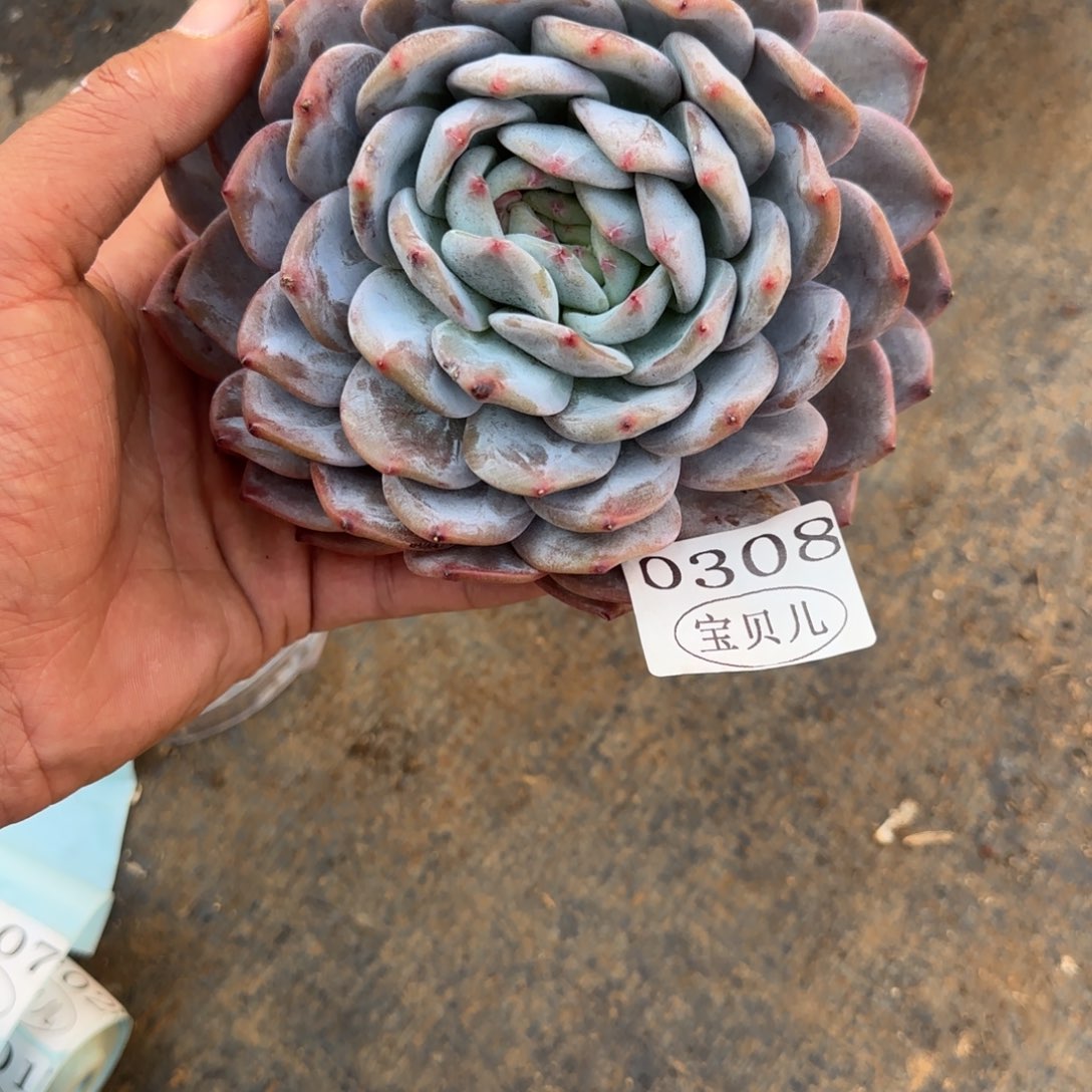 0308号包邮的时候我就在