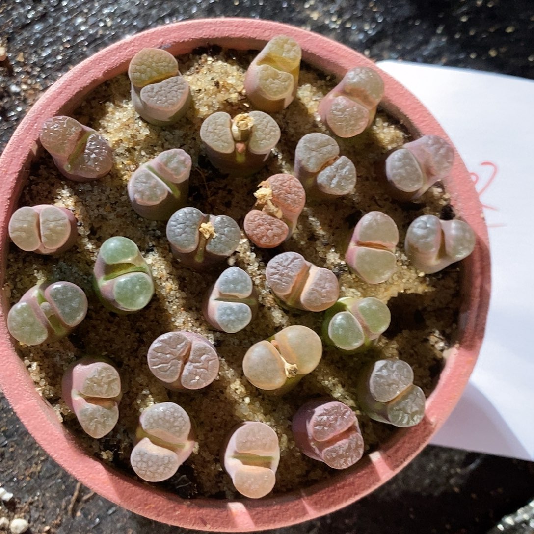 28402。  一组磁铁。   