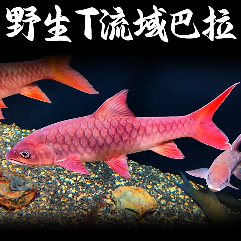 马来西亚T流域哥拉巴拉吉罗鱼观赏鱼溪流鱼蓝吉罗鱼皮实好养T巴拉