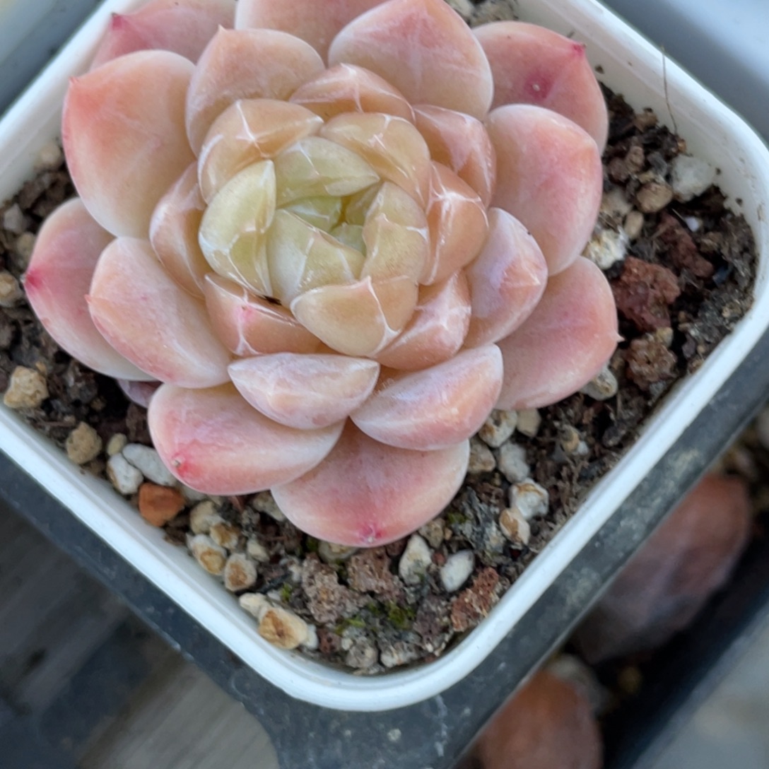 Z1392秘境糖心冰魄福利