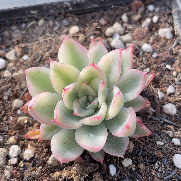 新奇兵锦一物一拍