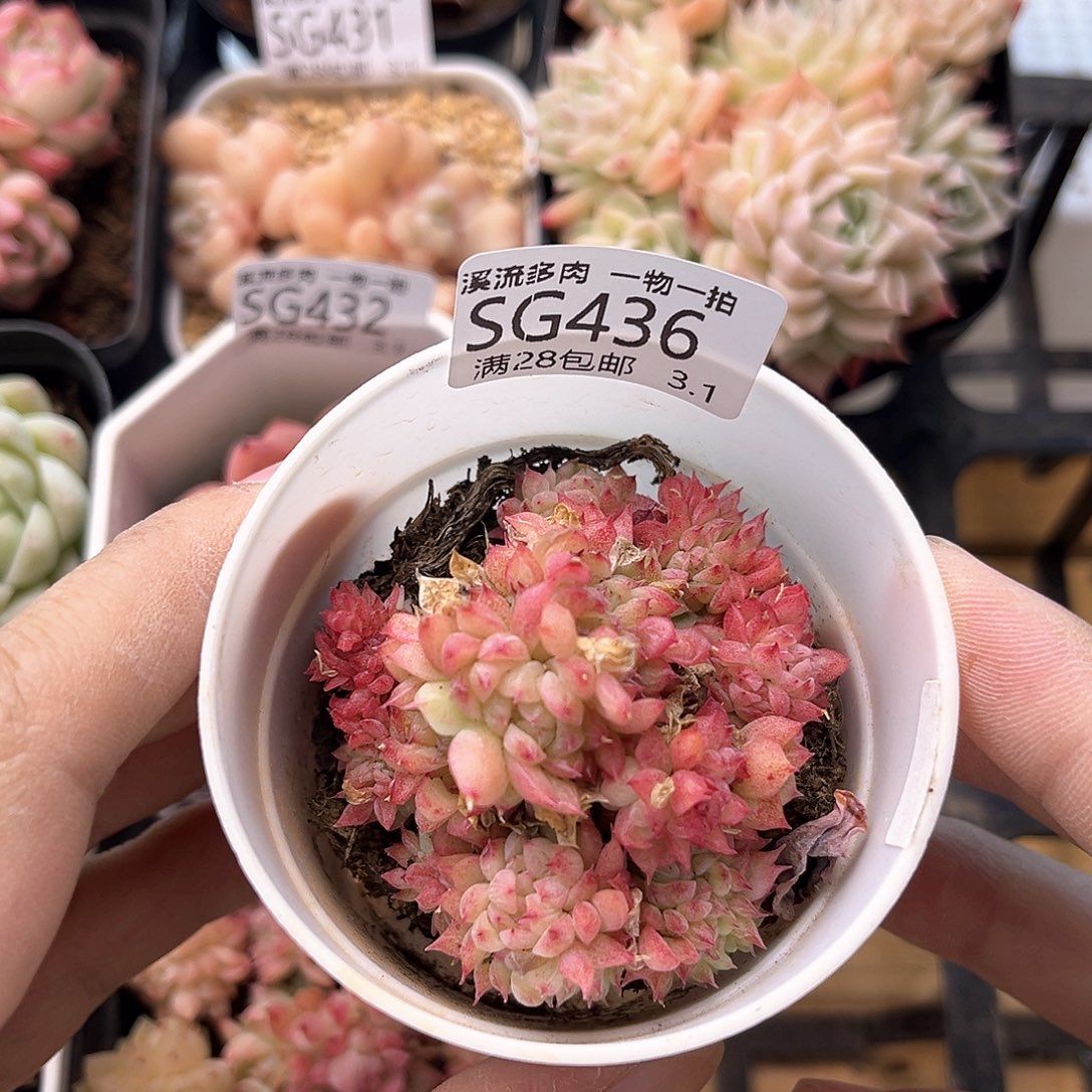 436 溪流多肉一物一拍