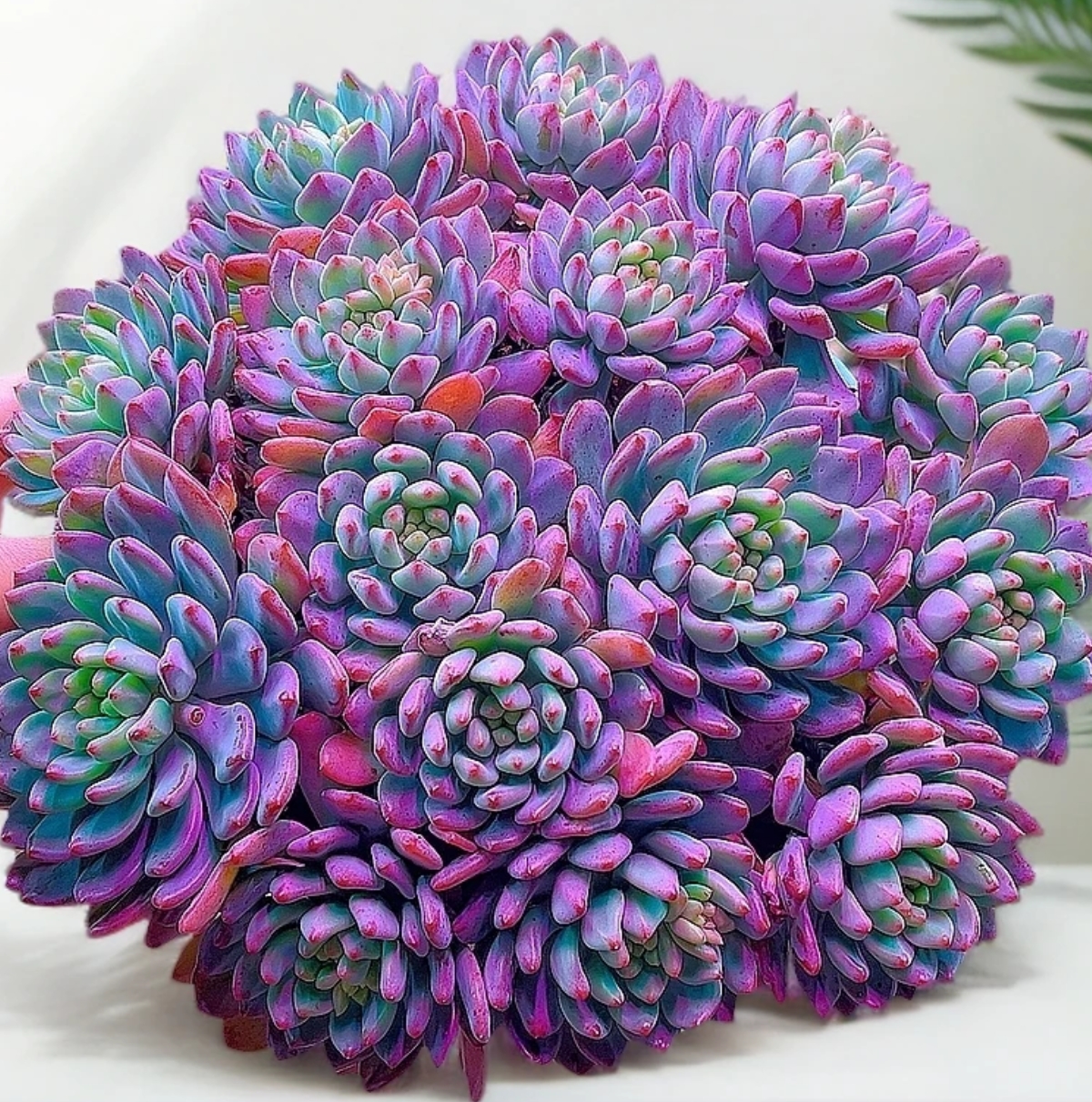 Y大盆蓝苹果【元旦迎新年宵纳福】多肉植物 带盆带土发货