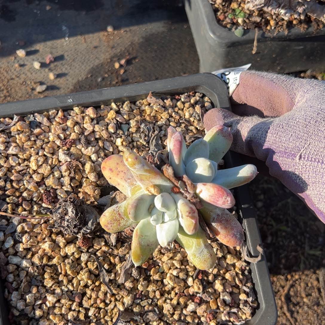 瑕疵拇指哈哈哈哈哈哈