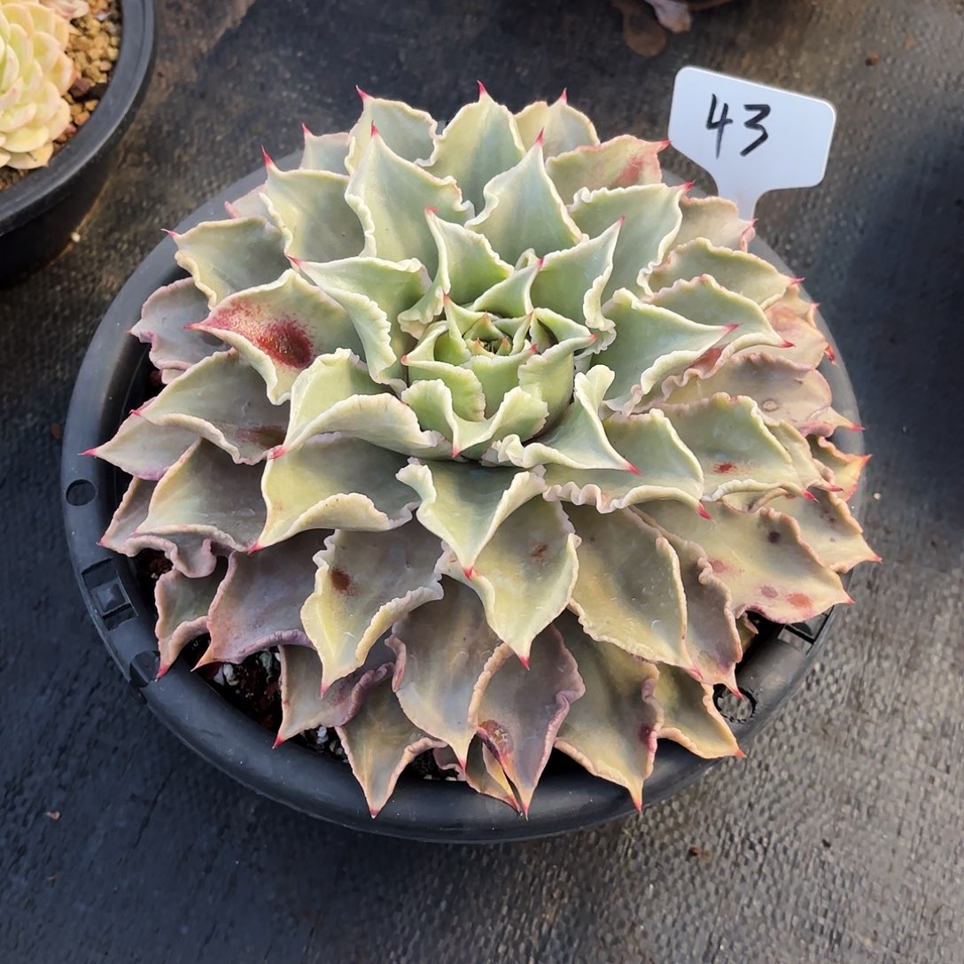 多肉植物，饺子皮43号