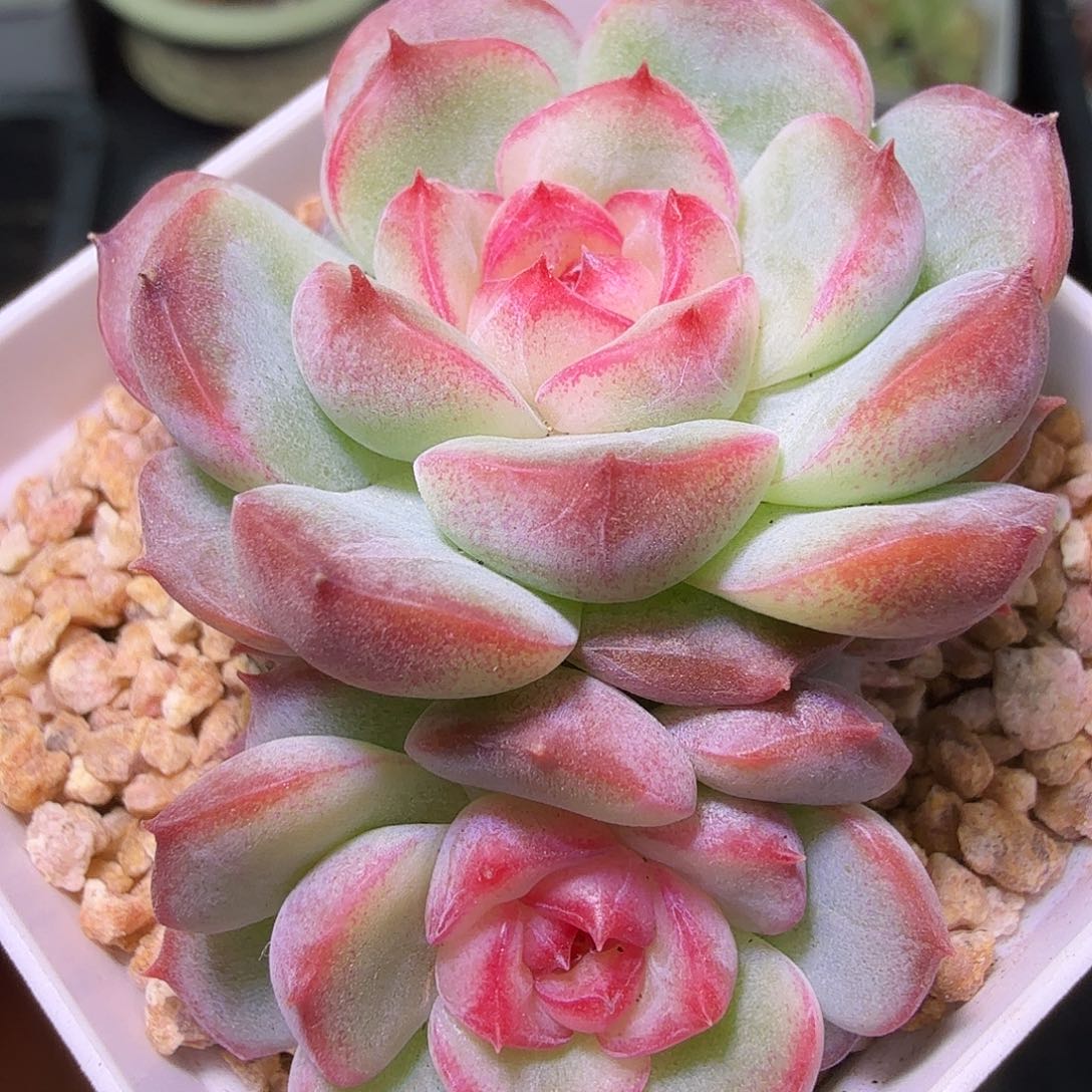 玉笛开播福利一物一拍