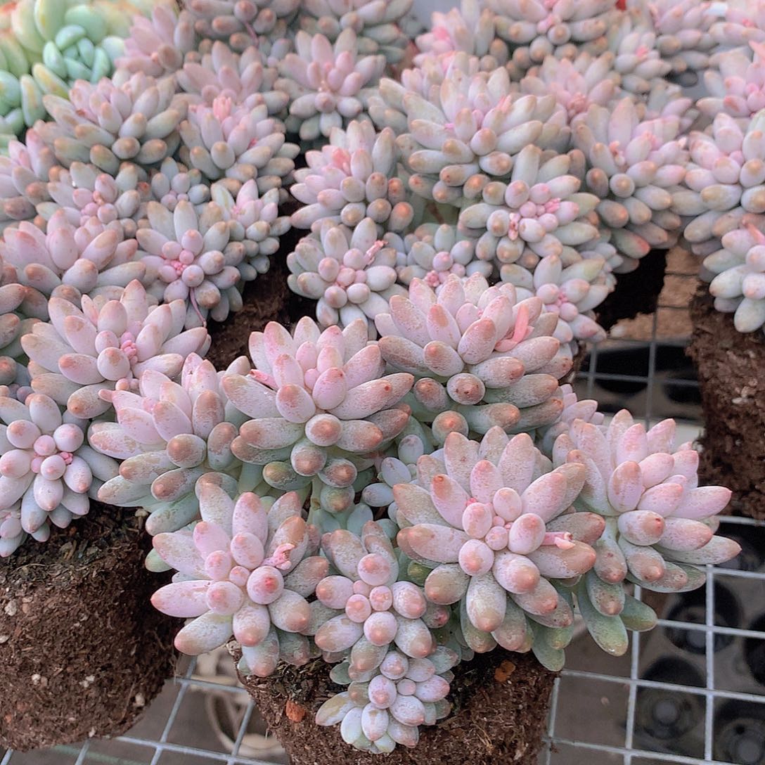 婴儿手指45567899999900