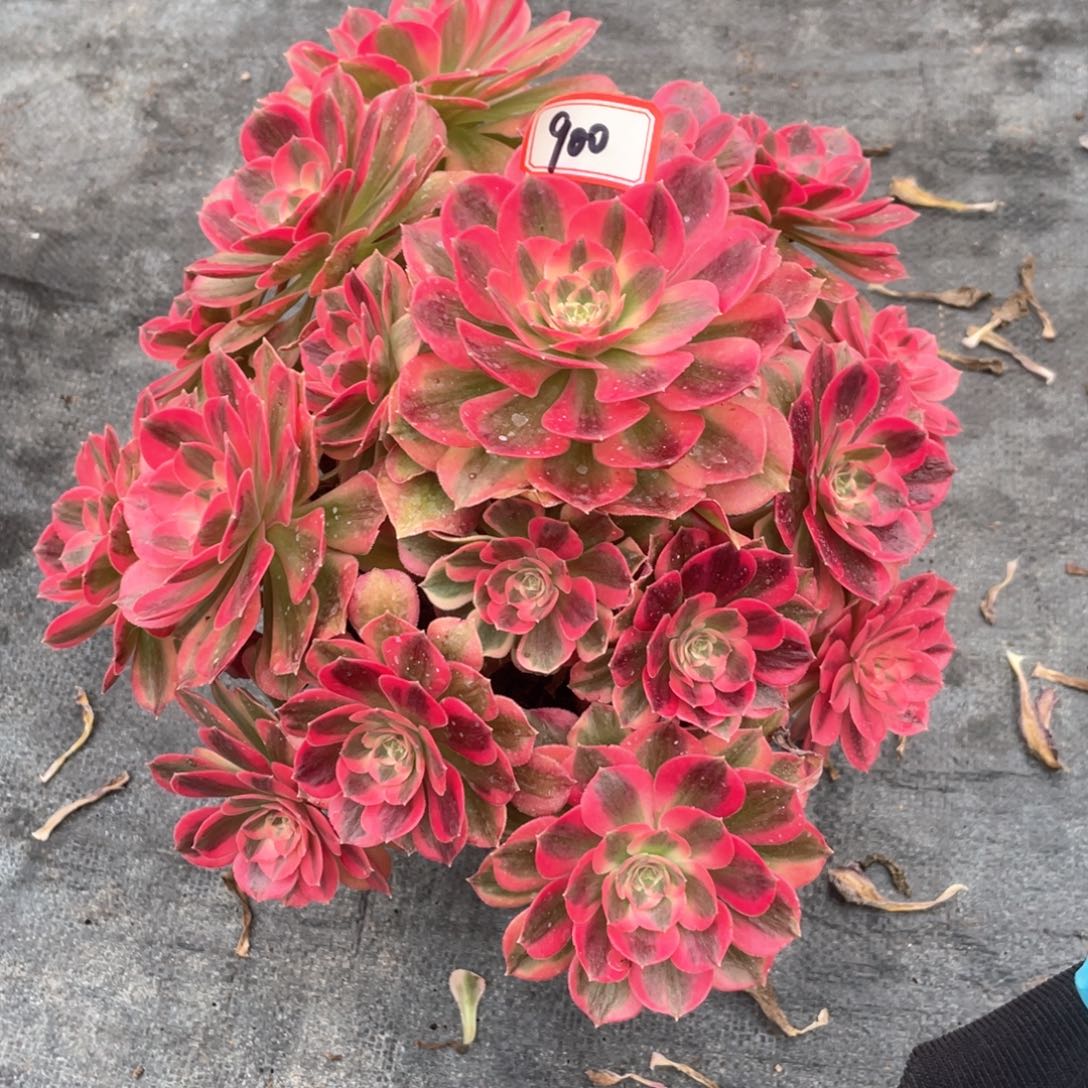 粉女妖老桩手捧900