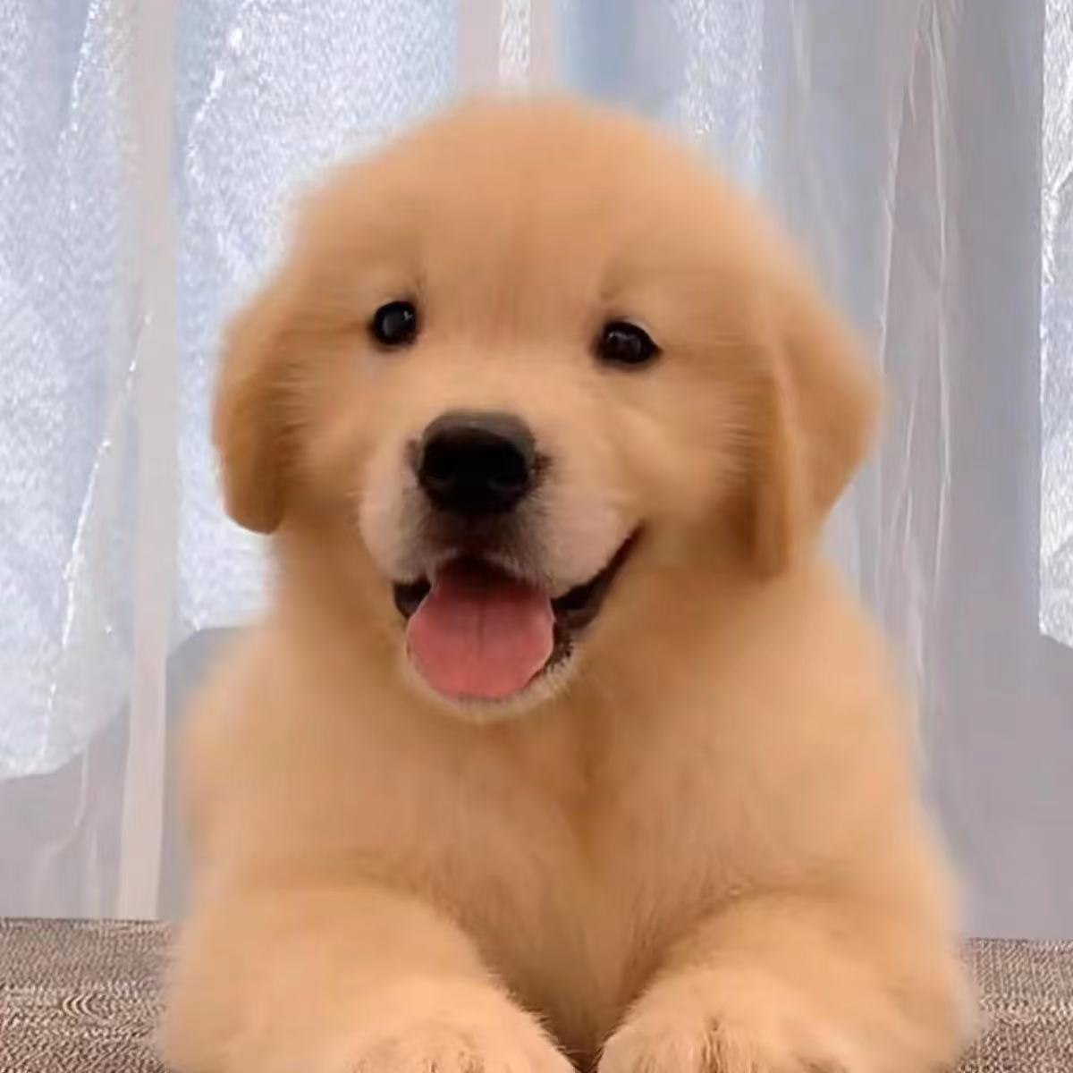 宠物狗狗直播间专用链接