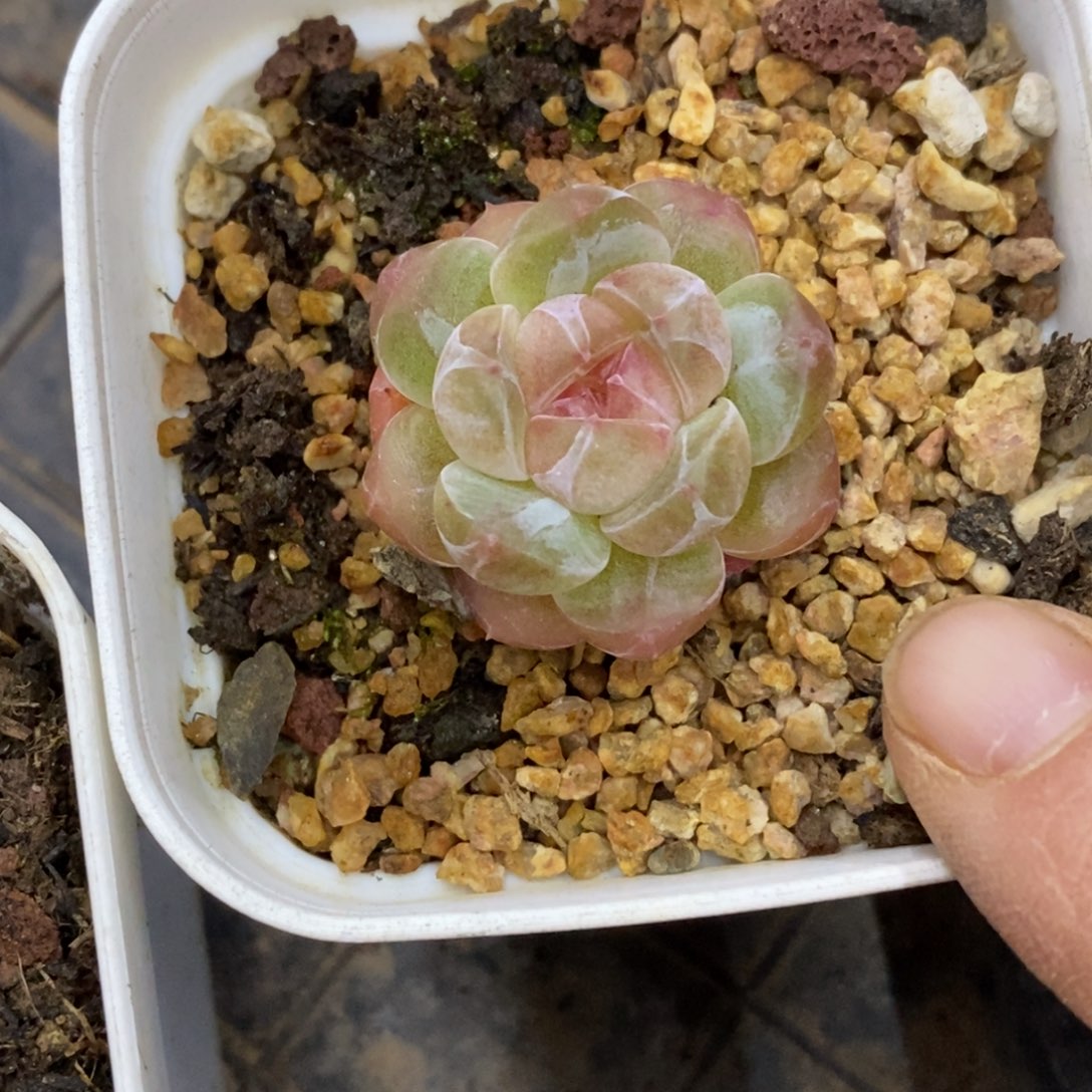 精品多肉一物一拍不包整400