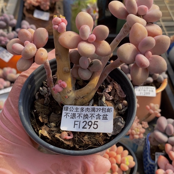 桃蛋老桩有砍10cm295多肉植物